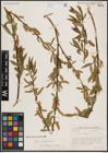 Foto von Salix excelsa S. G. Gmel.
